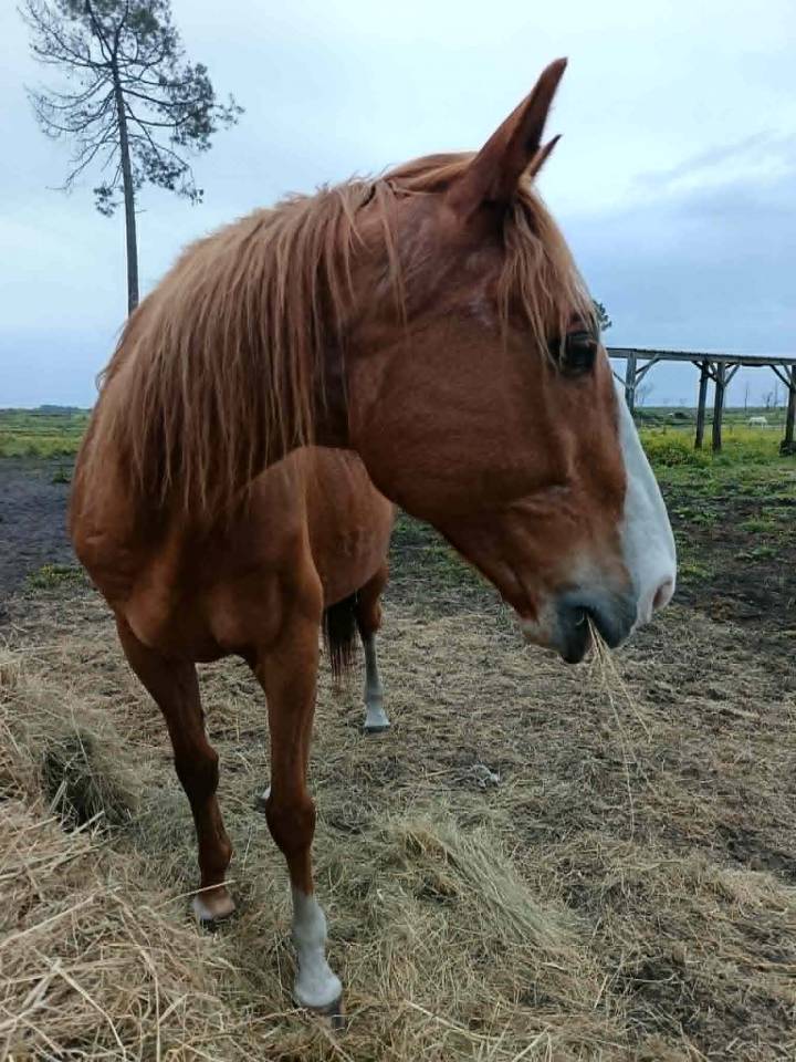 A vendre pour pr&eacute; retraite