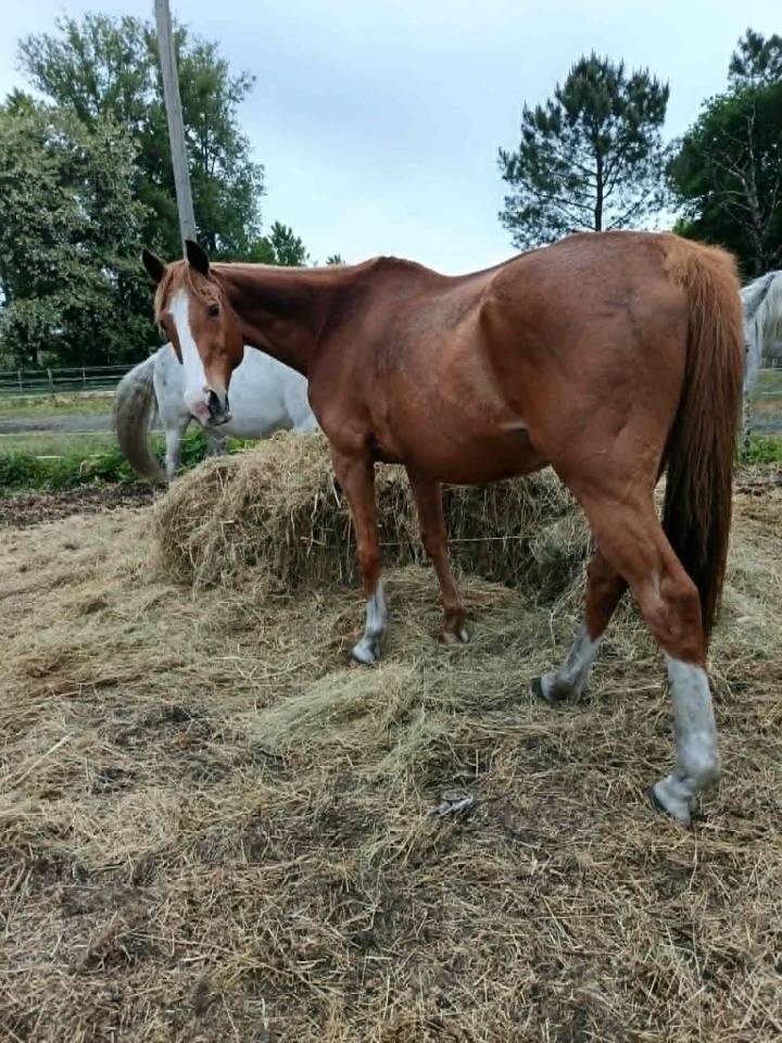 A vendre pour pr&eacute; retraite