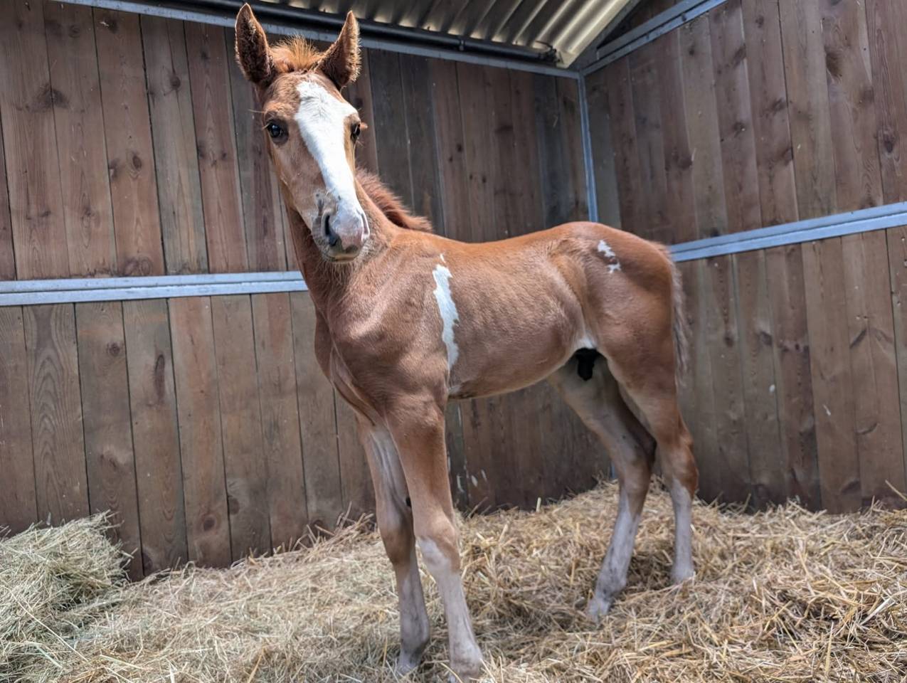 Ouragan pie alezan  par untouchable 27