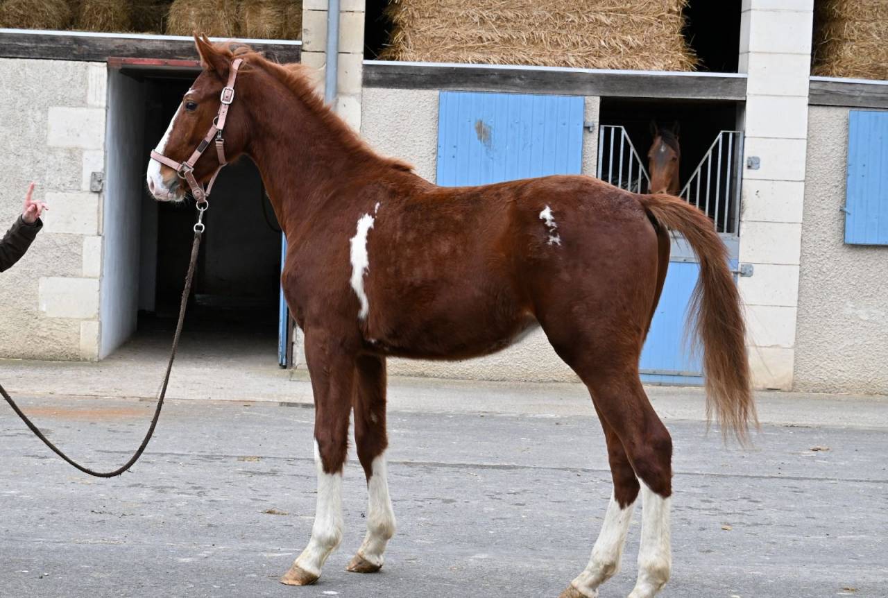 Ouragan pie alezan  par untouchable 27