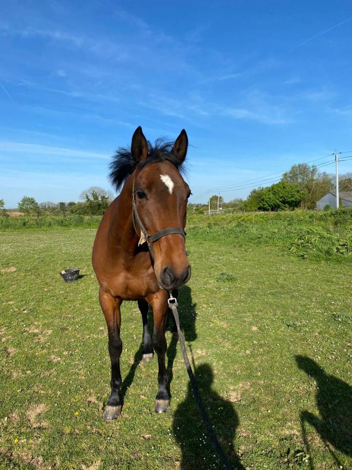 Tr&egrave;s beau trotteur fran&ccedil;ais 