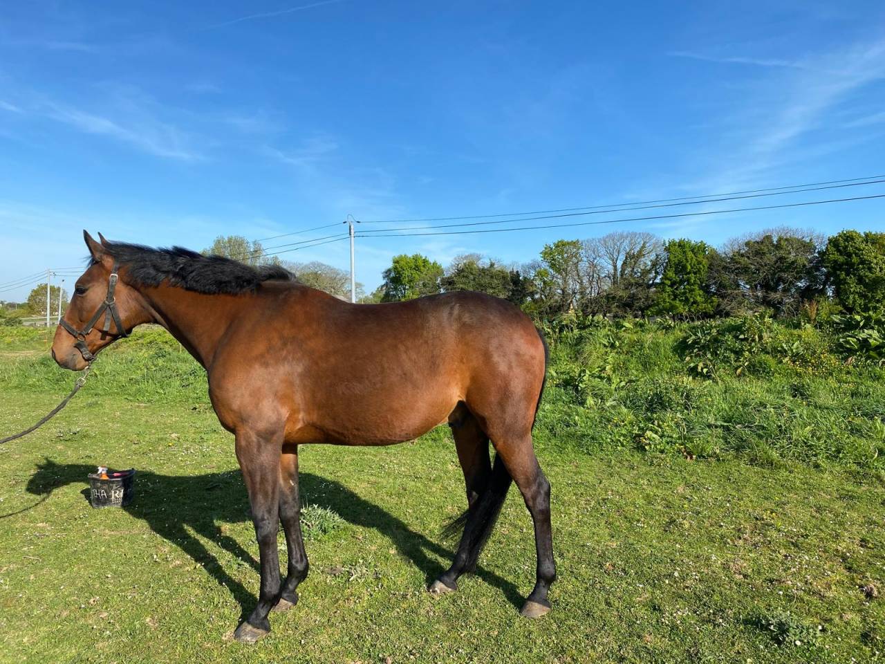 Tr&egrave;s beau trotteur fran&ccedil;ais 