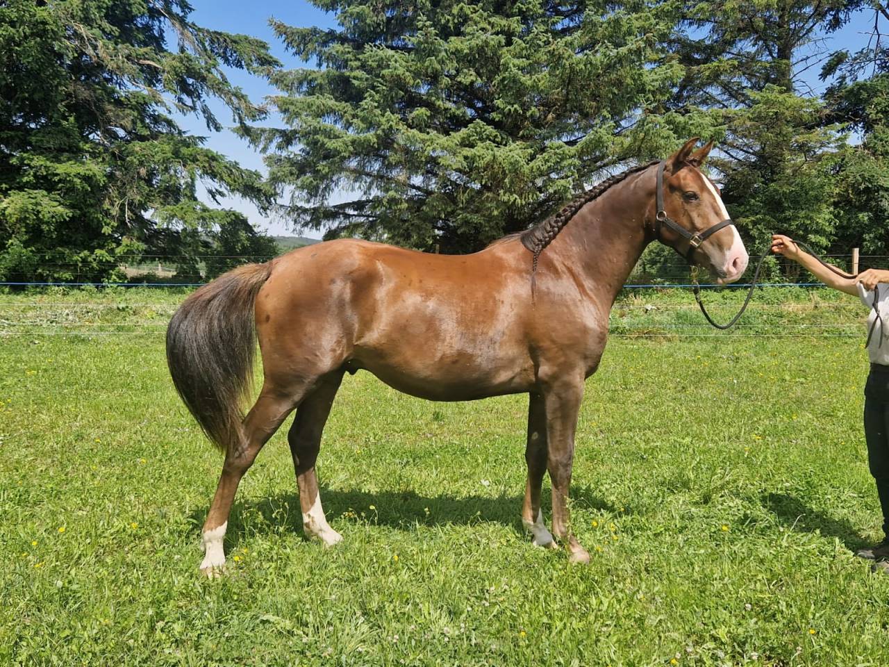 Poulini&egrave;re PP lusitanienne