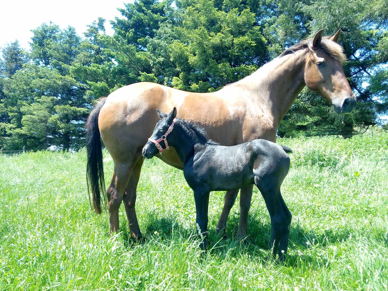 Poulini&egrave;re PP lusitanienne