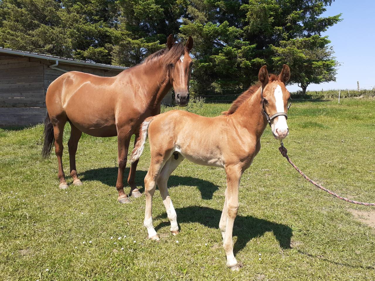 Poulini&egrave;re PP lusitanienne