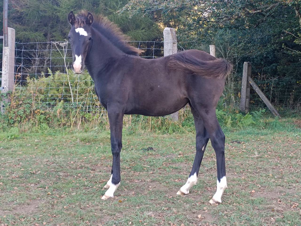 Poulini&egrave;re PP lusitanienne