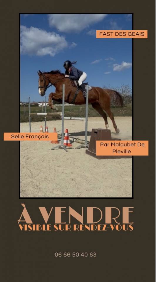 Selle Fran&ccedil;ais 