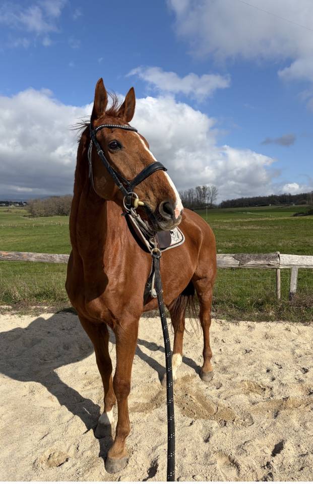 Selle Fran&ccedil;ais 