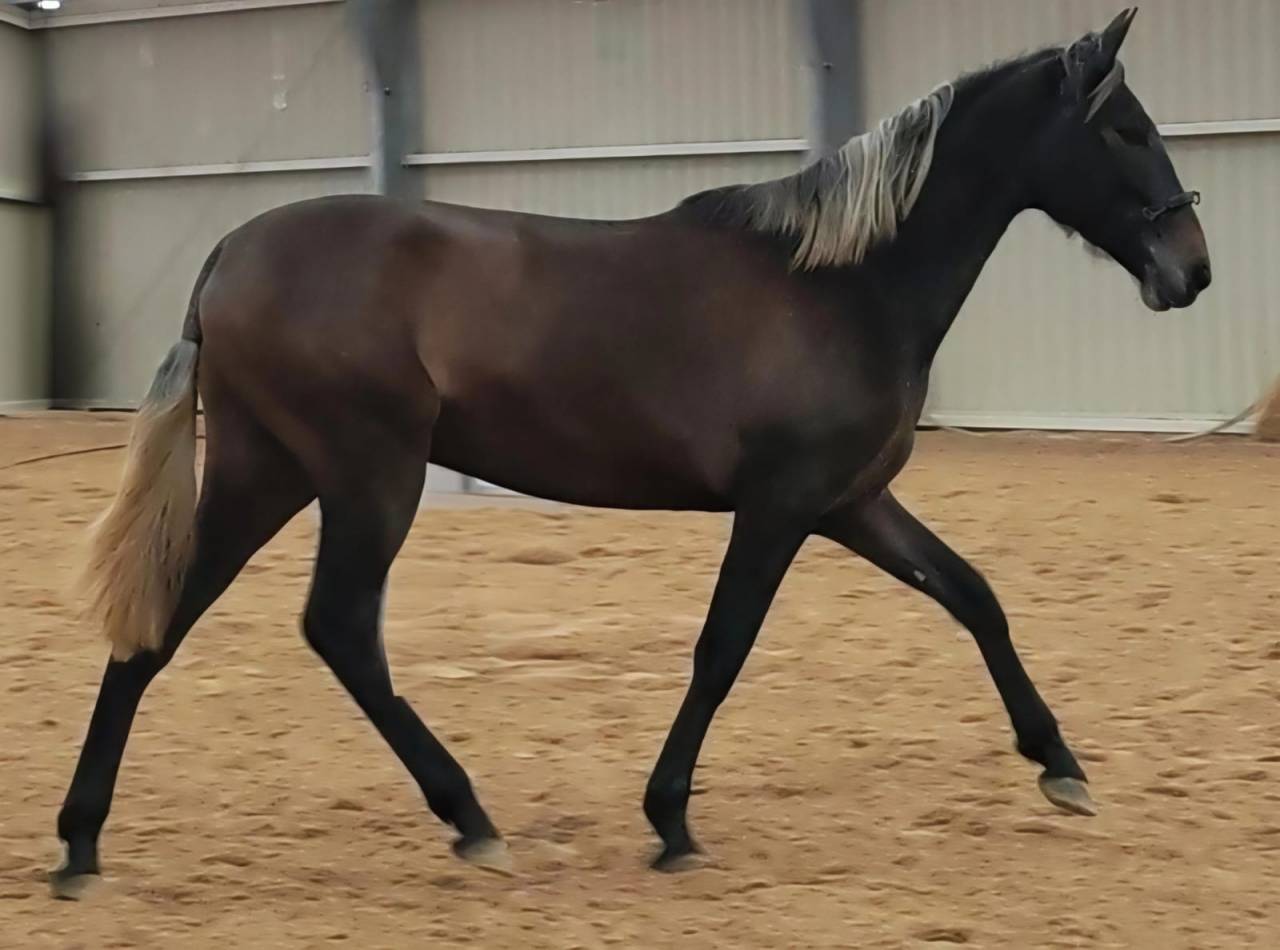 Extraordinaire pouliche au crin lave 