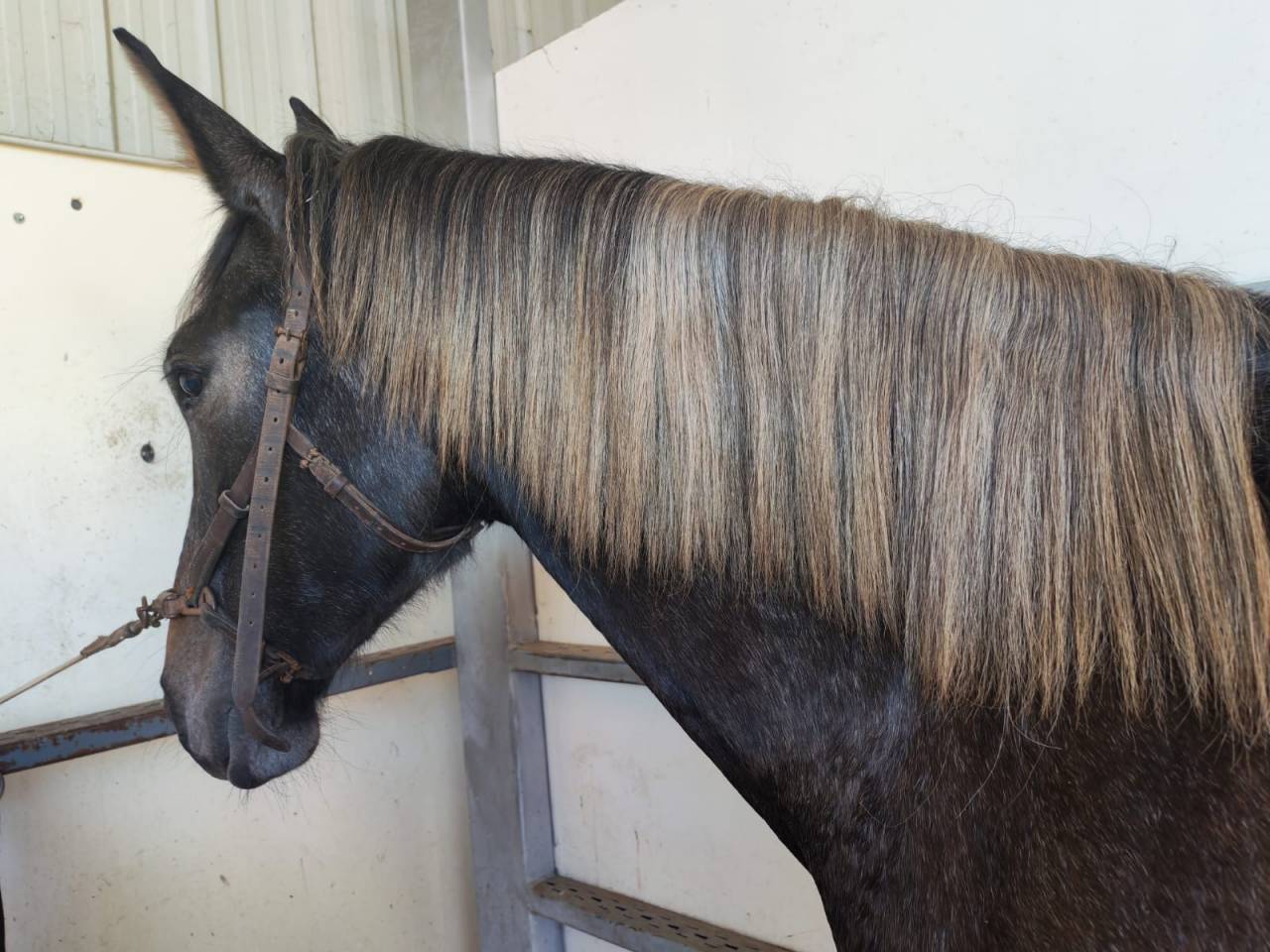 Extraordinaire pouliche au crin lave 