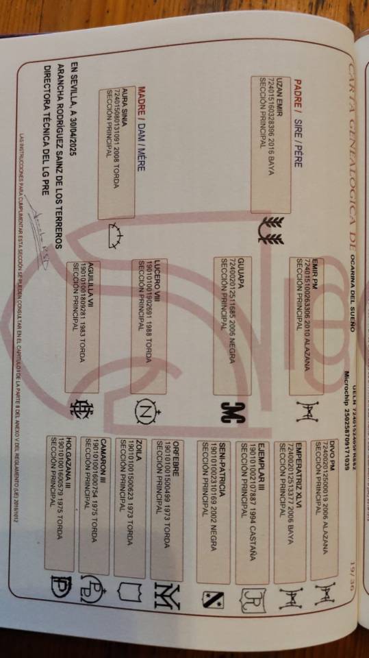 Extraordinaire pouliche au crin lave 