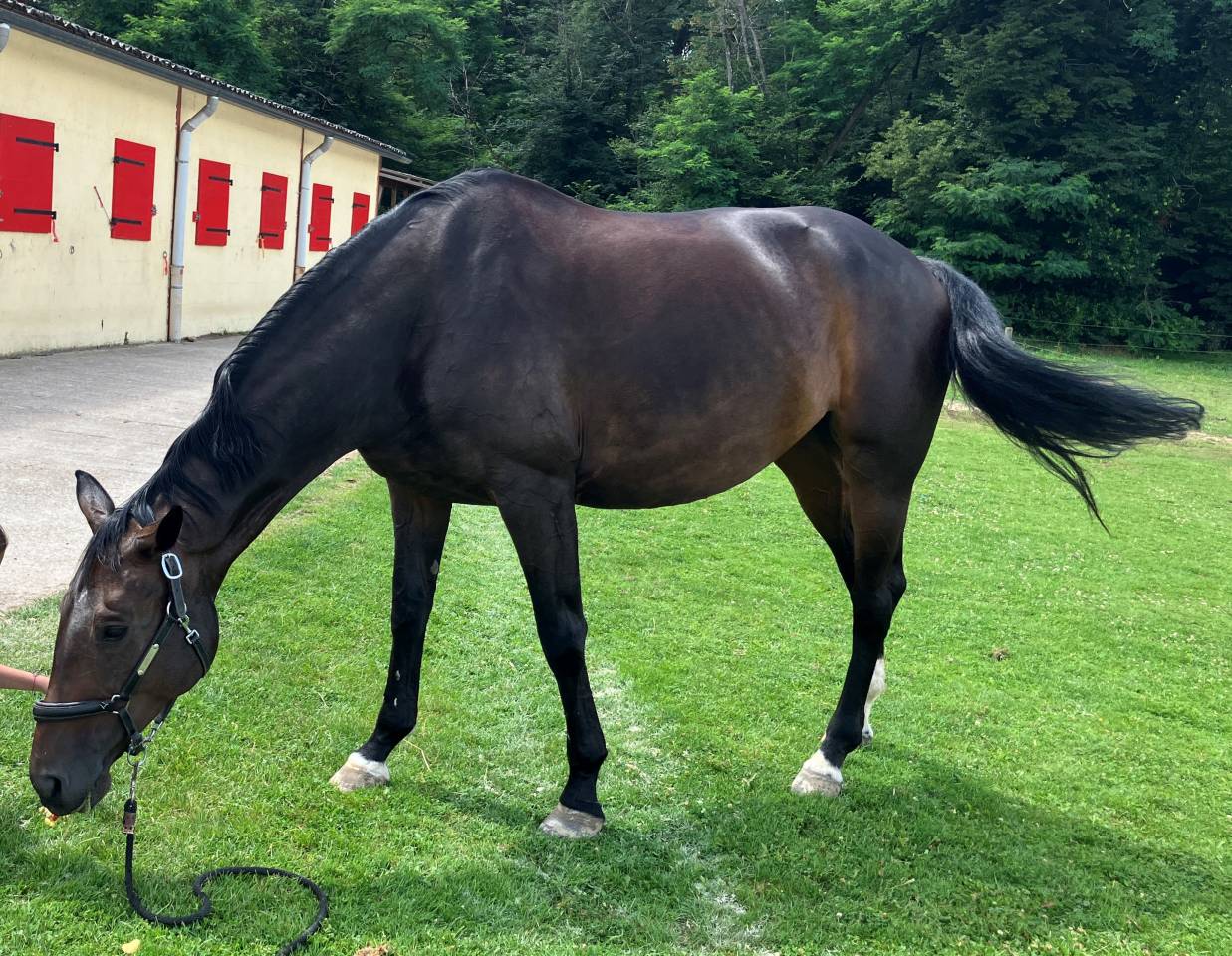 Jument porteuse SF 10 ans