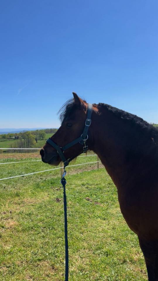 Poney entier taille C 