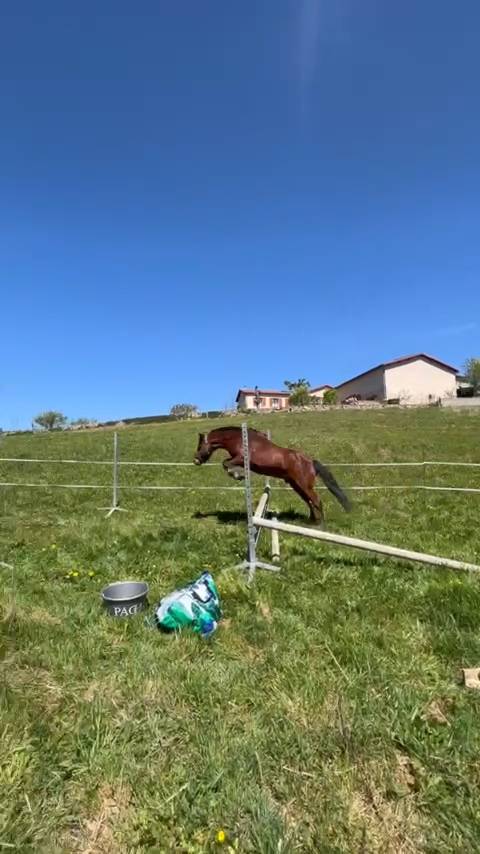 Poney entier taille C 