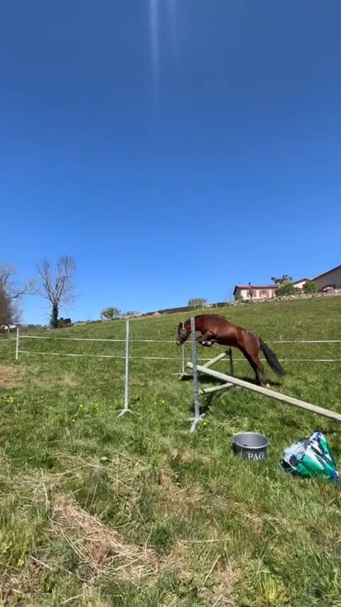 Poney entier taille C 