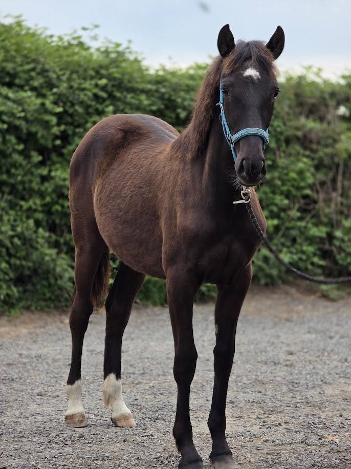 OC PAINT Pouliche / Jument