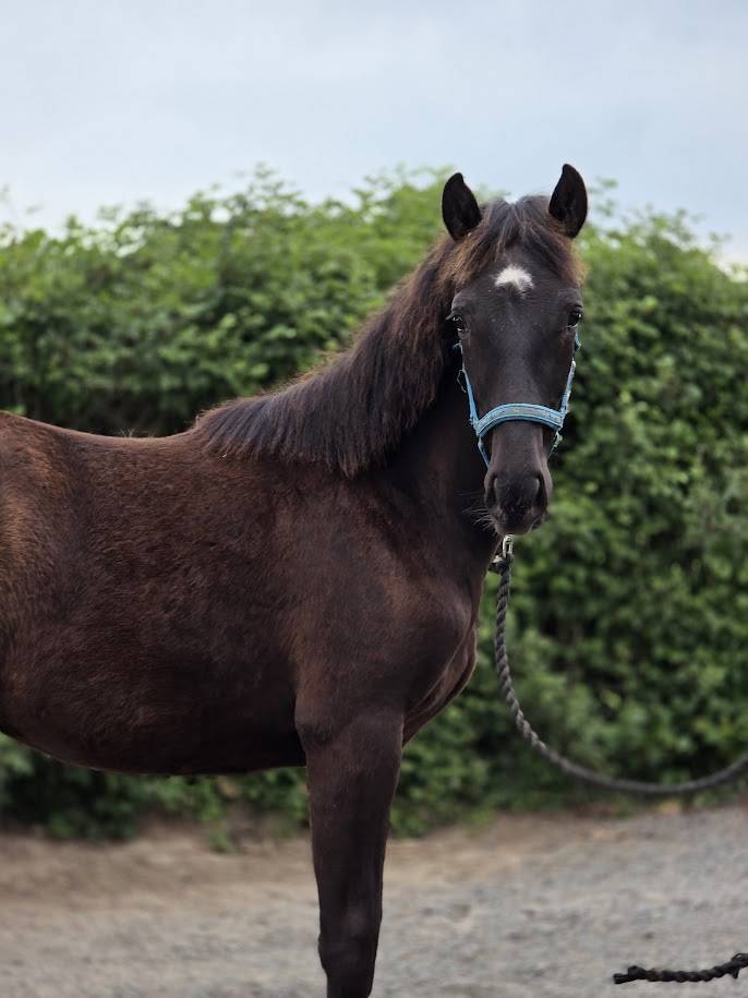 OC PAINT Pouliche / Jument