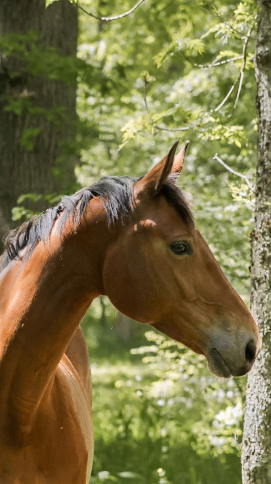 Jument - 7ans - CSO HUNTER CCE