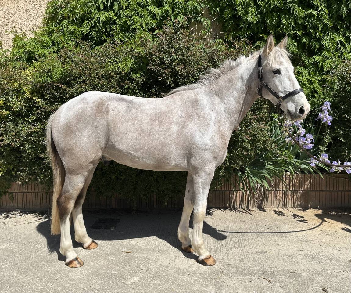 Poney de sport et loisirs