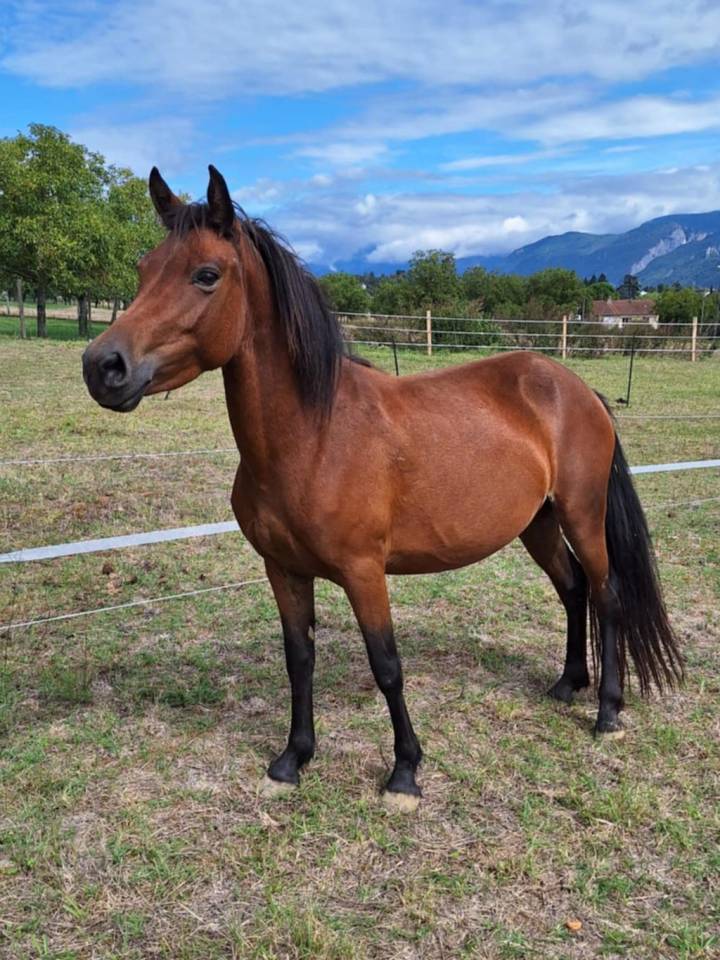 Java d&rsquo;Haiz&eacute;, OC 7 ans, 1m22