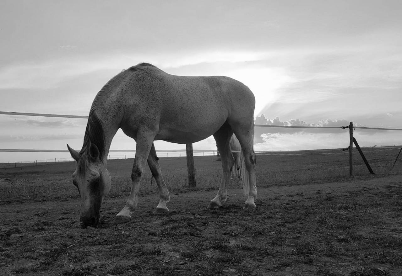 Jument BWP 17 ans &ndash; Compagnie / Poulini&egrave;re &ndash; Bon papier