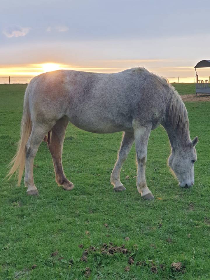 Jument BWP 17 ans &ndash; Compagnie / Poulini&egrave;re &ndash; Bon papier