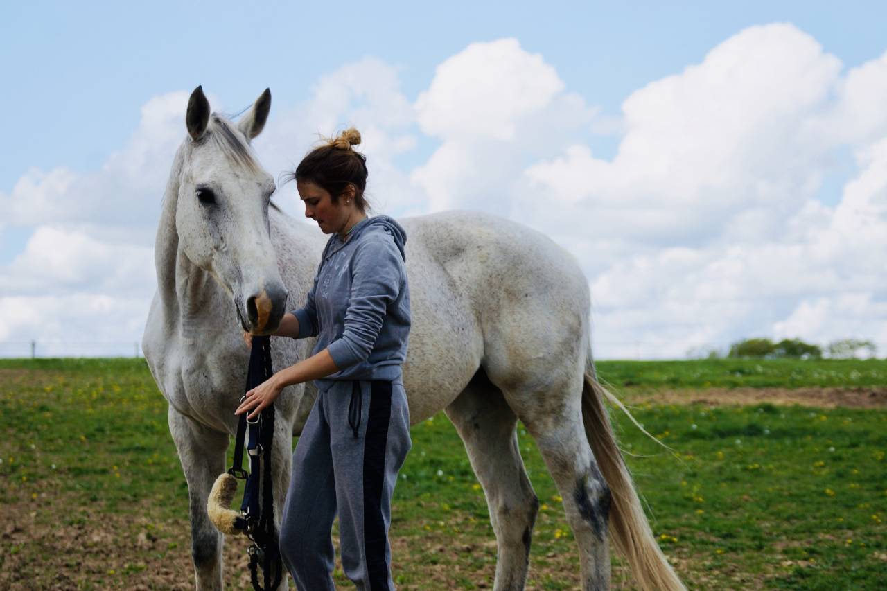 Jument BWP 17 ans &ndash; Compagnie / Poulini&egrave;re &ndash; Bon papier