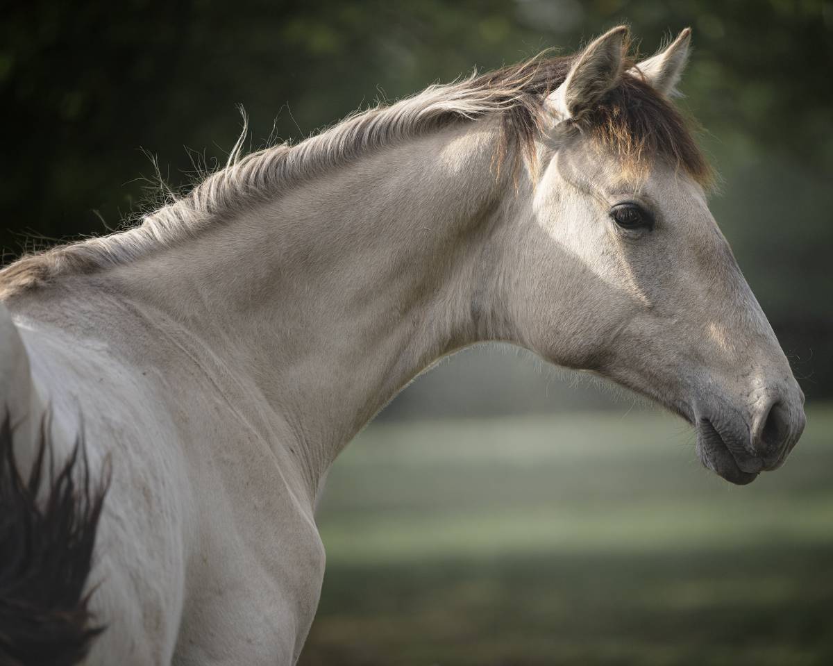 Sublime poulain d&rsquo;1 an original & en couleur ?