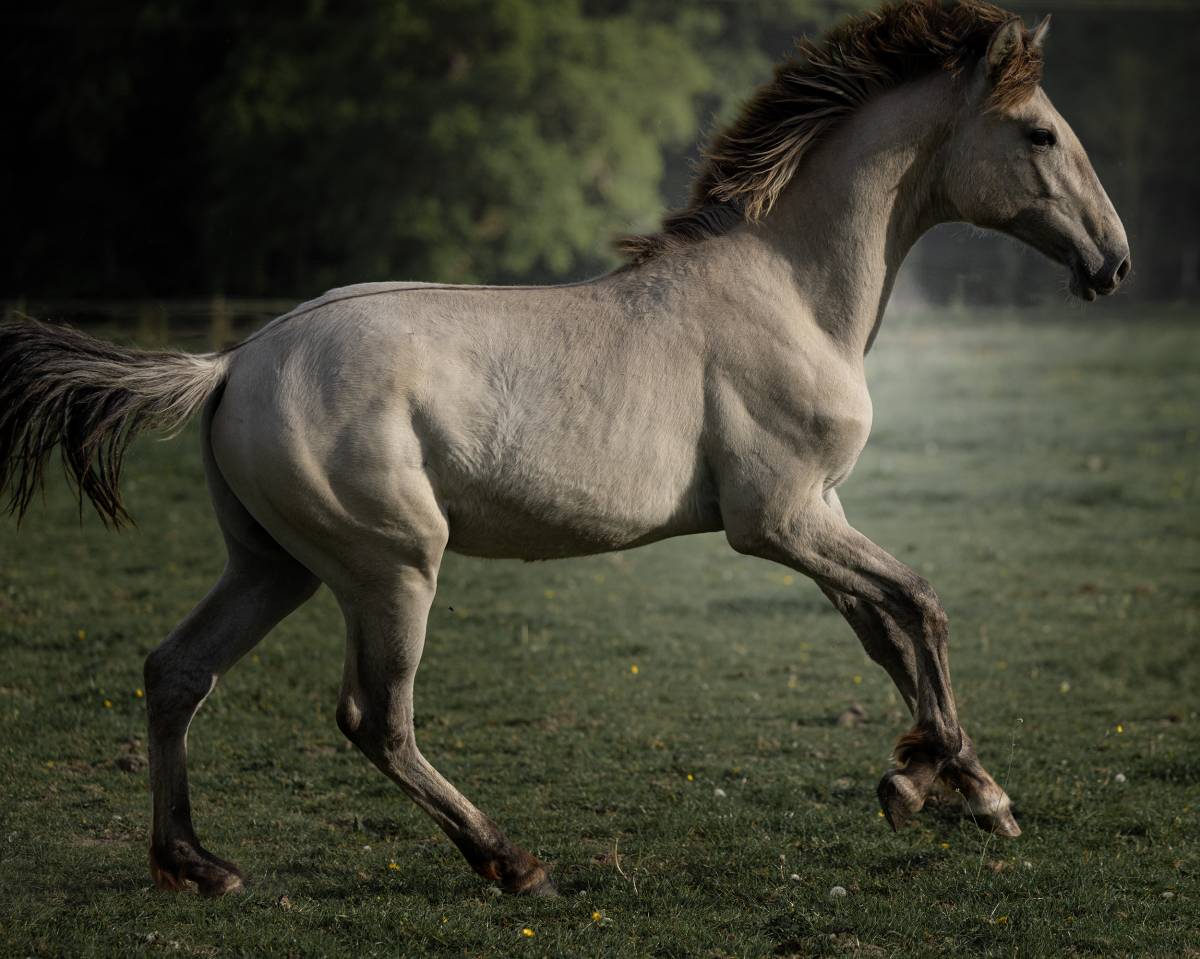 Sublime poulain d&rsquo;1 an original & en couleur ?