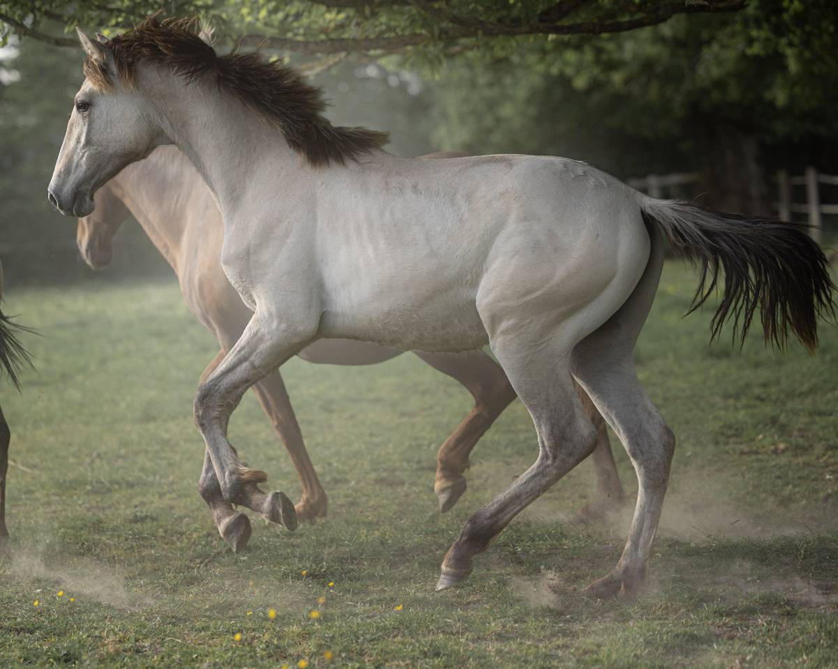Sublime poulain d&rsquo;1 an original & en couleur ?