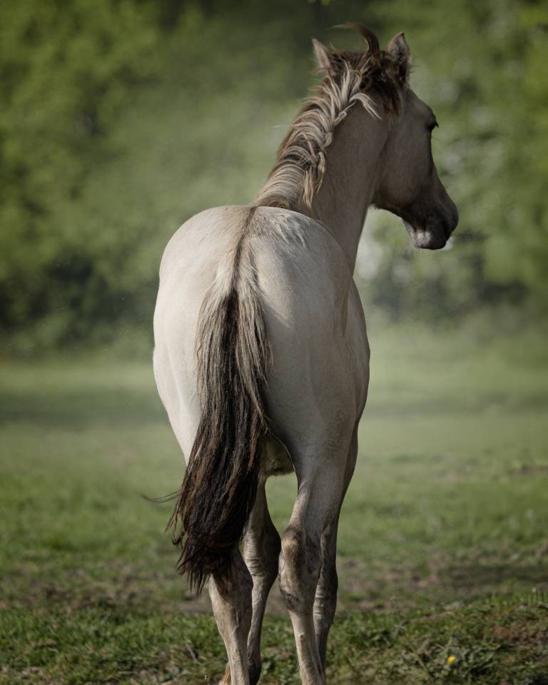 Sublime poulain d&rsquo;1 an original & en couleur ?