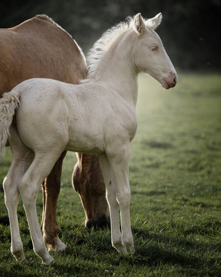 Splendide pouliche cremello Pure Race Espagnole