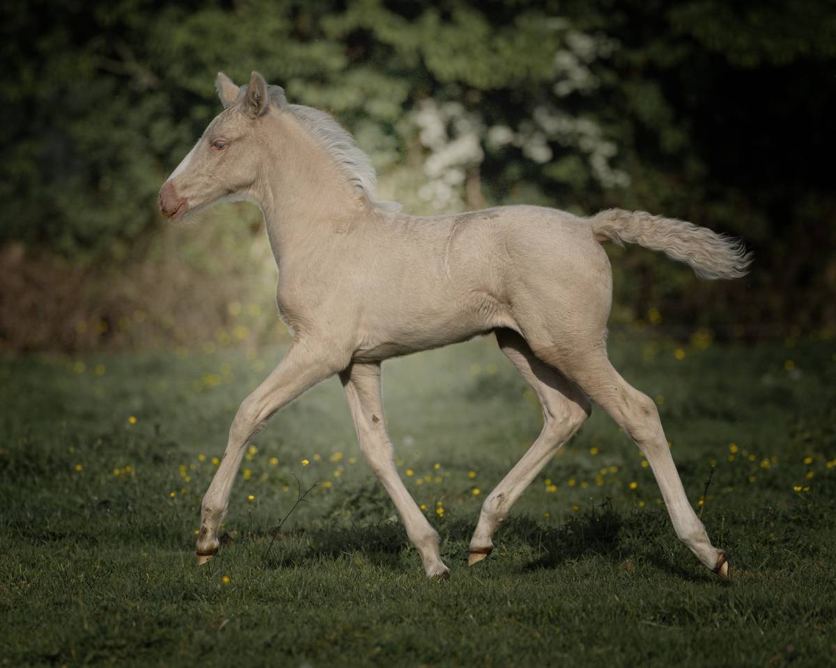 Splendide pouliche cremello Pure Race Espagnole