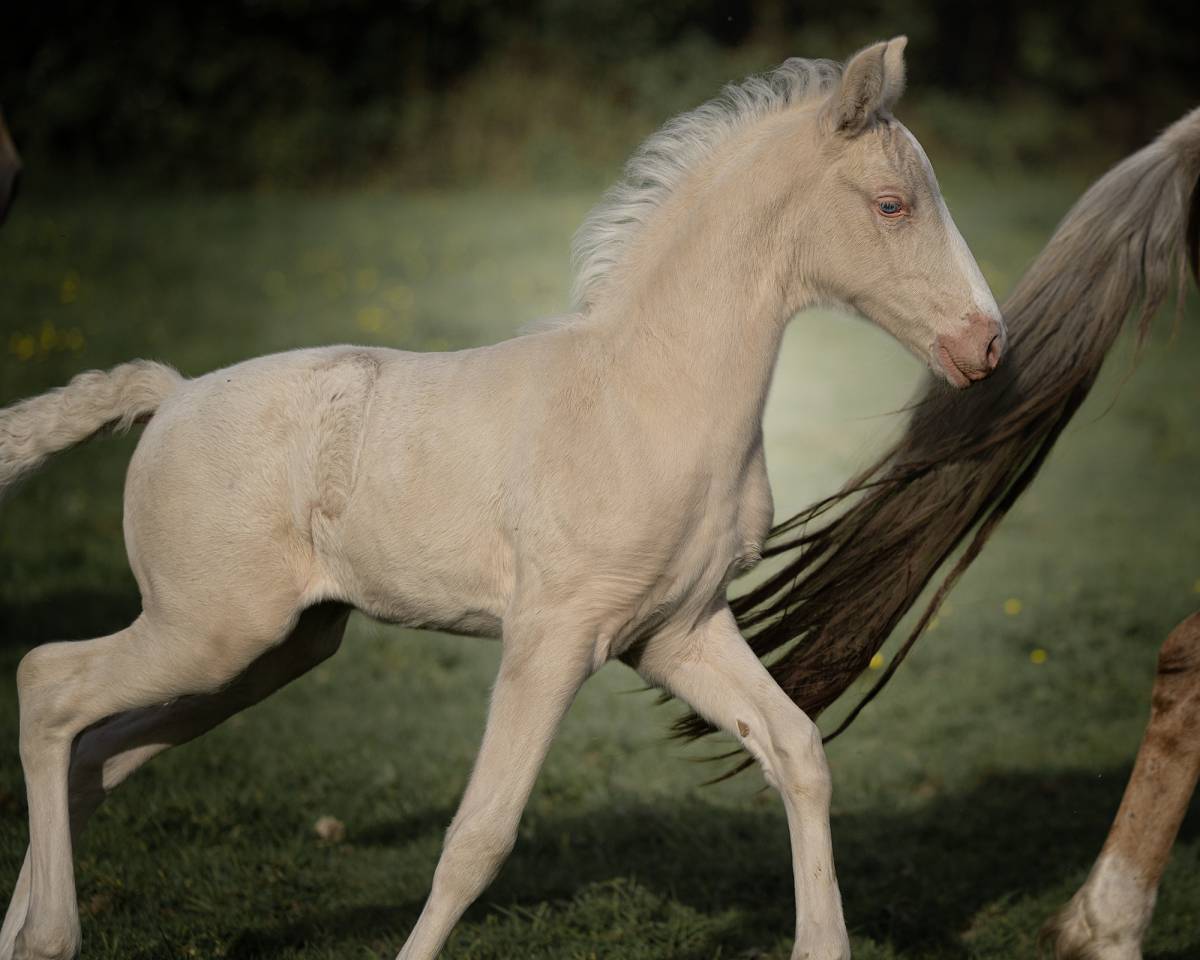 Splendide pouliche cremello Pure Race Espagnole