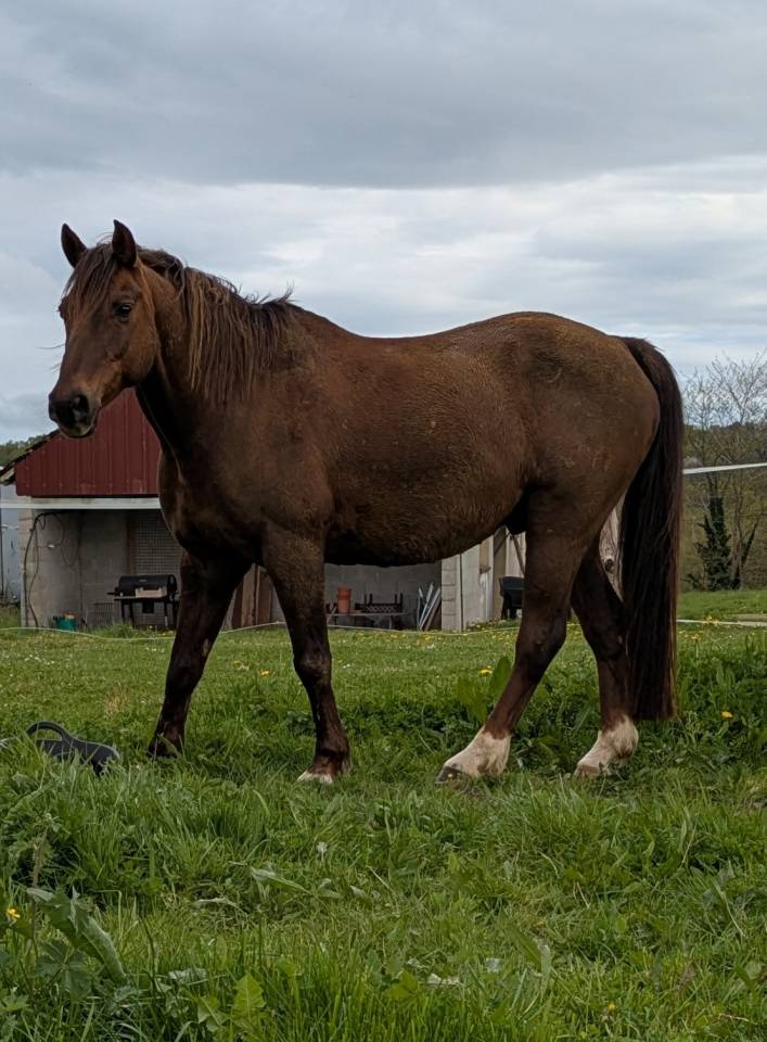 Hongre 15ans alezan br&ucirc;l&eacute;