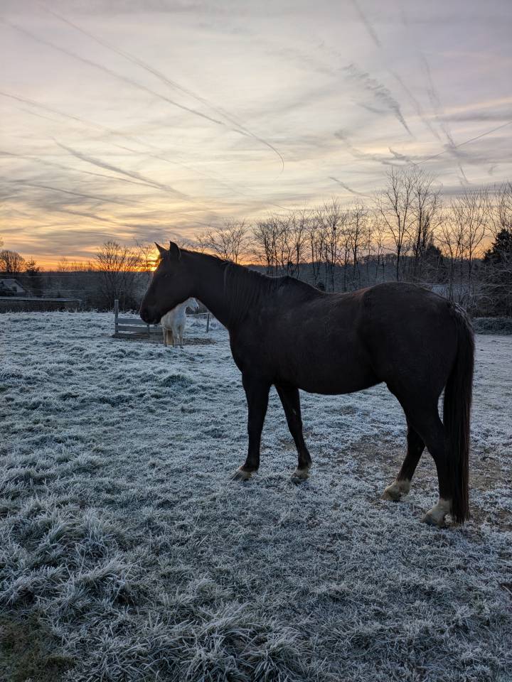 Hongre 15ans alezan br&ucirc;l&eacute;
