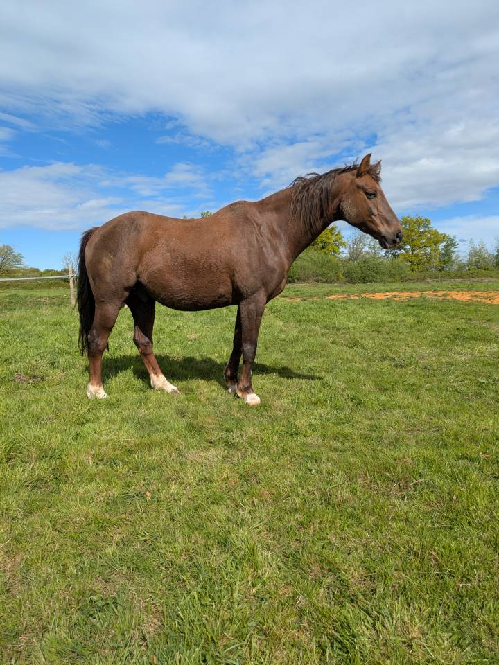 Hongre 15ans alezan br&ucirc;l&eacute;