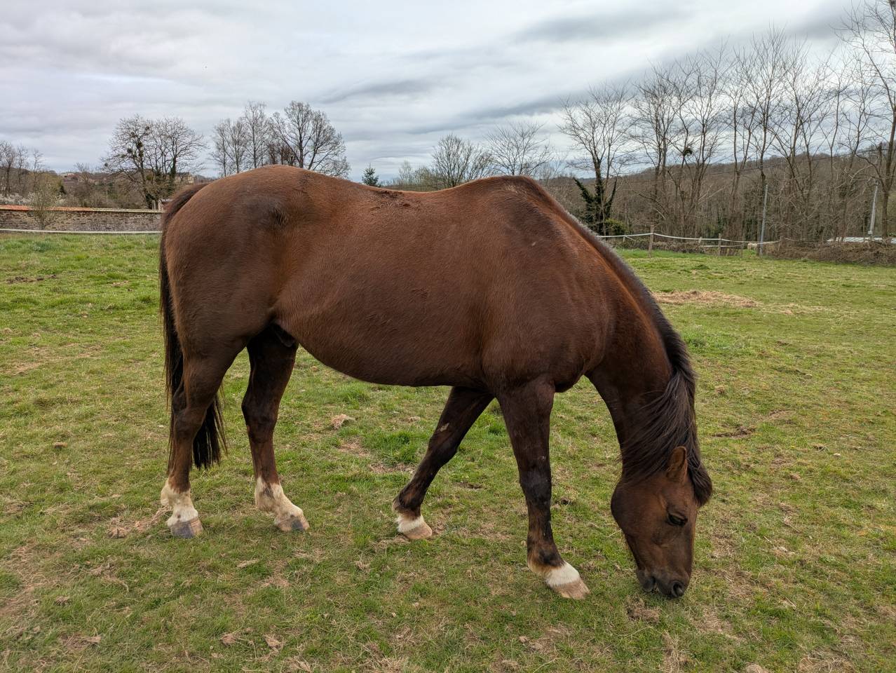 Hongre 15ans alezan br&ucirc;l&eacute;