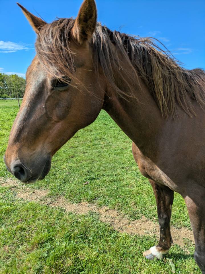 Hongre 15ans alezan br&ucirc;l&eacute;