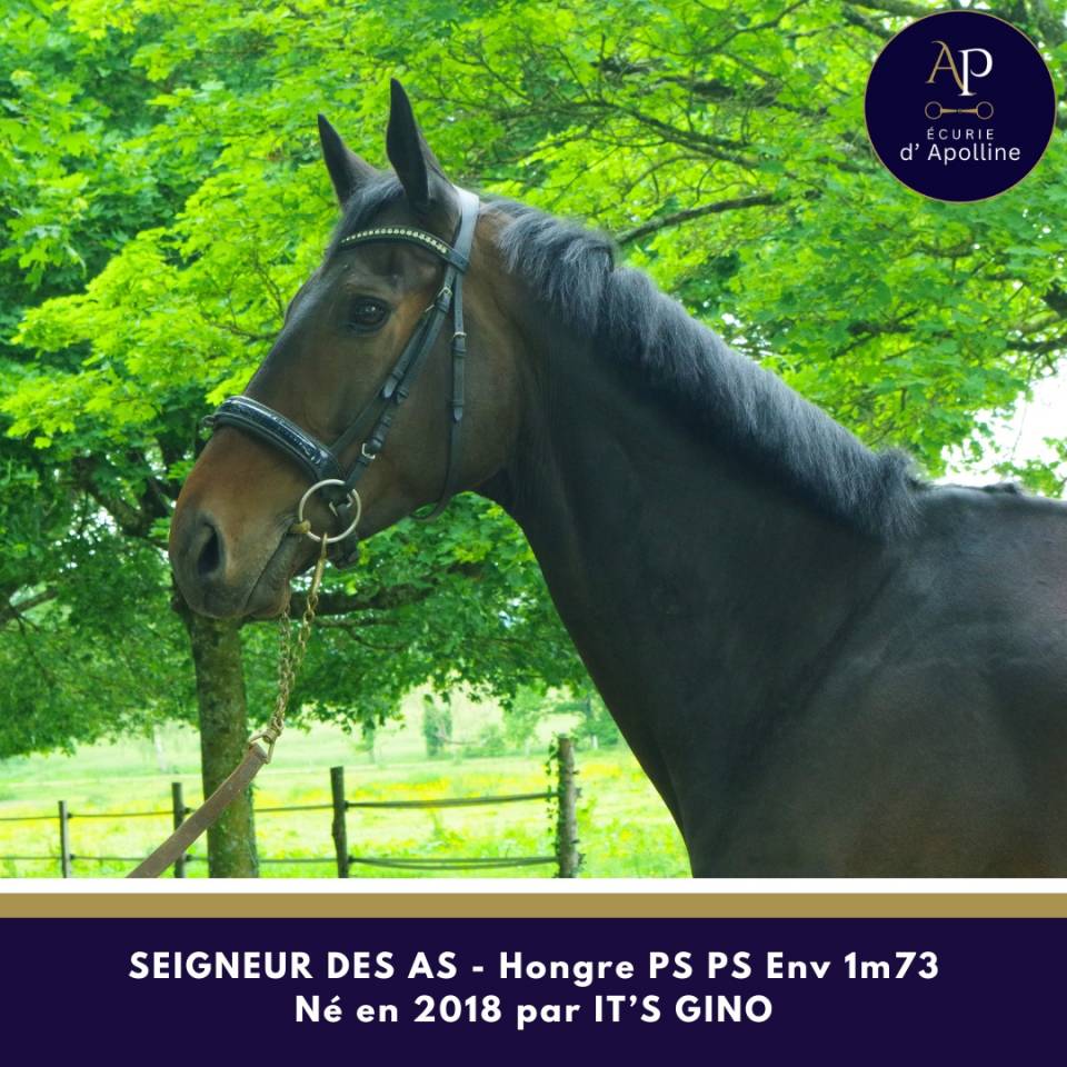 Magnifique hongre env 1m73 pour bonne maison