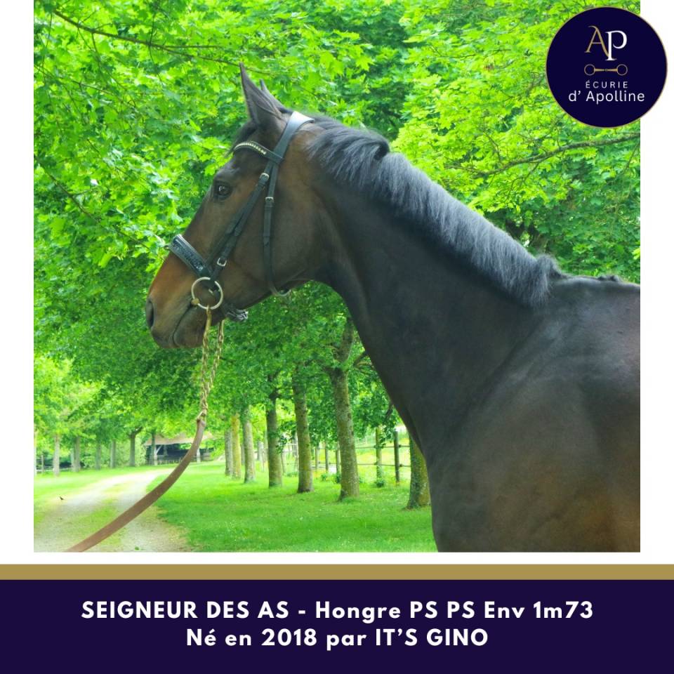 Magnifique hongre env 1m73 pour bonne maison