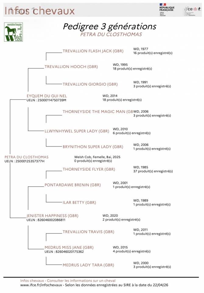 Femelle welsh cob PP de 2025 