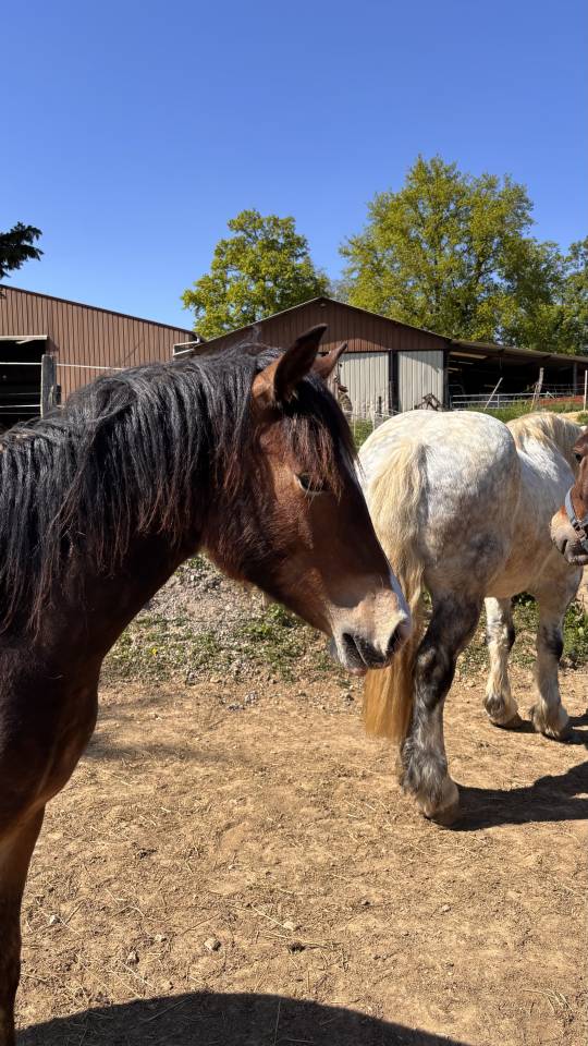 Femelle welsh cob PP de 2025 