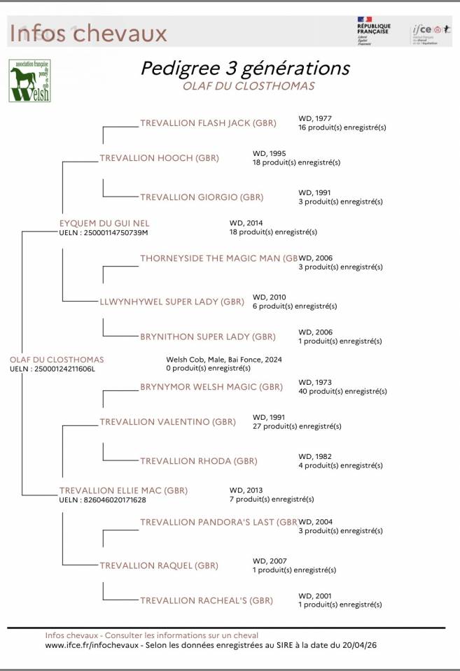 M&acirc;le welsh cob pp de 2 ans 