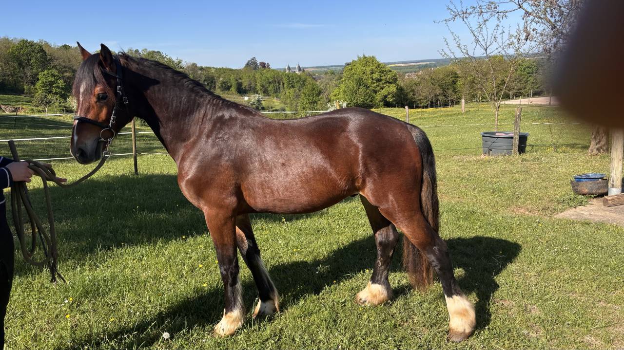 M&acirc;le welsh cob pp de 2 ans 