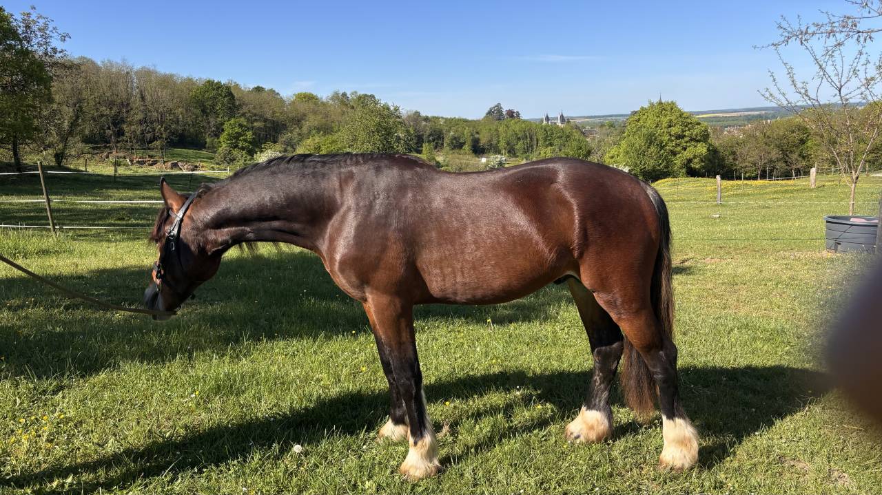 M&acirc;le welsh cob pp de 2 ans 