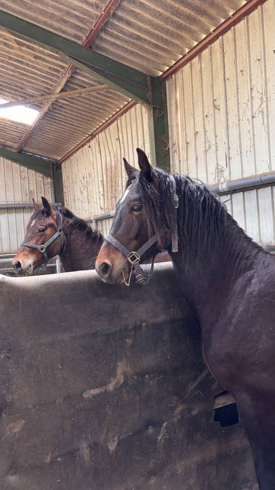 Hongre de 2 ans welsh cob pp