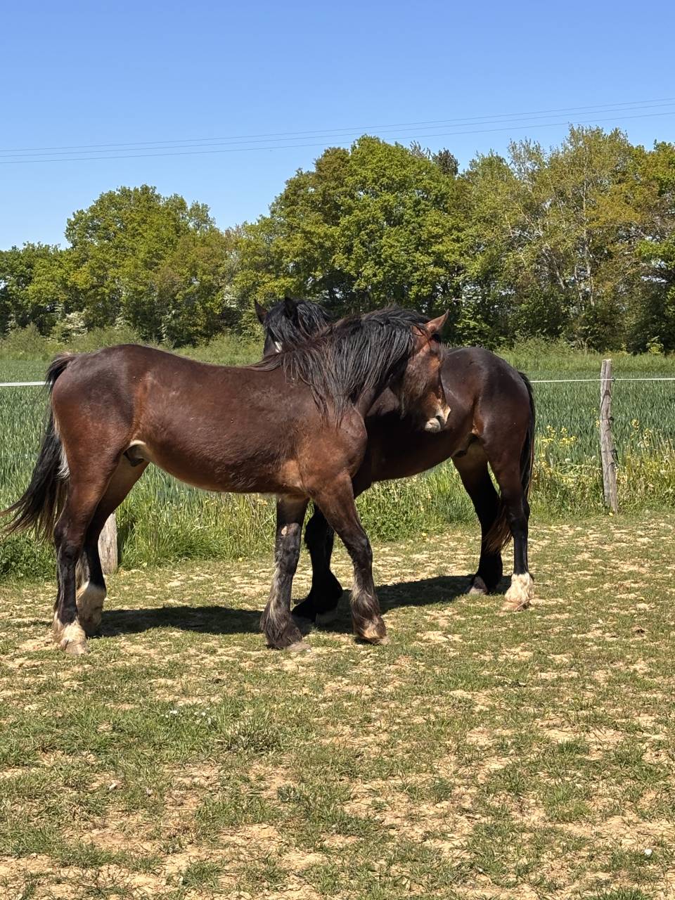 Hongre de 2 ans welsh cob pp