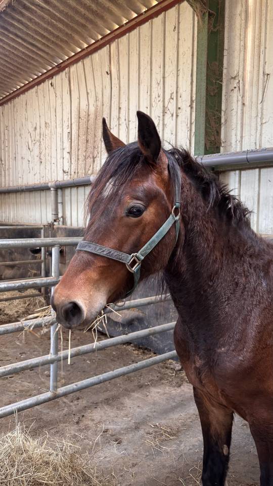 Hongre de 2 ans welsh cob pp