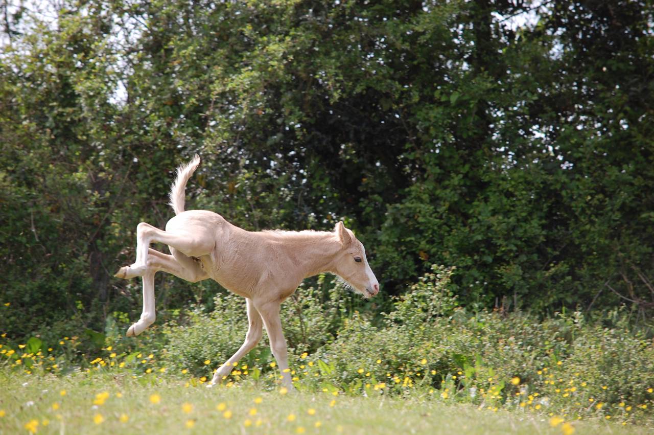 POULAIN PFS top origines